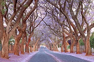 Stunning Jacaranda Trees Collection: Country road and Jacaranda trees, Pretoria, South Africa