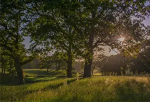 Common Sunstar Prints: Country scene creech