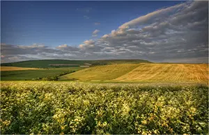 Countryside, Dorset, England