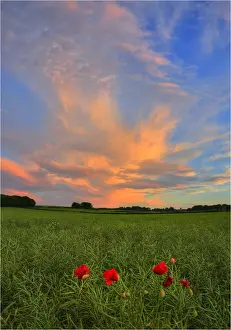 Images Dated 1st July 2013: Countryside, Dorset, England