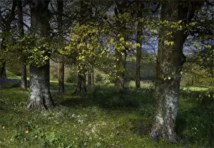 English Landscape And Panorama Views By Southern Lightscapes Prints: The countryside near the village of Alton Pancras