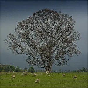 Countryside at Nillahcootie, central Victoria, Australia