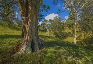 A countryside view in the picturesque rurals of Norfolk Island