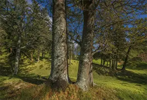 Images Dated 10th August 2014: A countryside view in the picturesque rurals of Norfolk Island