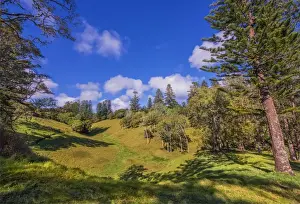 A countryside view in the picturesque rurals of Norfolk Island