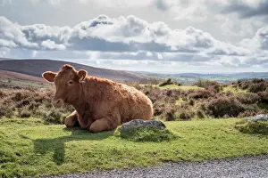 Scenery Prints: Cow lying on the side of the road, Dartmoor National Park
