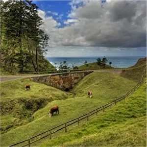 Cows Grazing at Bloody Bridge