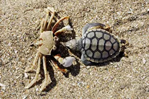 Crab (Brachyura) with dead Sea Turtle (Cheloniidae) as prey, Cape York Peninsula, Queensland, Australia