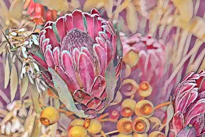 Vicki Smith Australian Landscape Photography Prints: Creative digital image manipulation of a a bunch of flowers, proteas and gumnuts