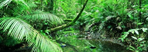 Natphotos Collection: Creek Flowing Through a Palm Grove, Tropical Rainforest, Queensland, Australia