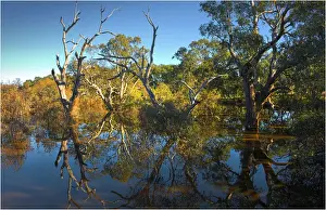 Images Dated 2011 June: Creek reflections at Mount Ida, Victoria, Australia