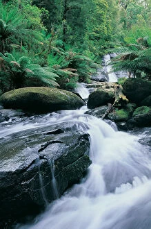 Images Dated 16th October 2013: Creek below Tiplet Falls, Otway Ranges, Victoria, Australia