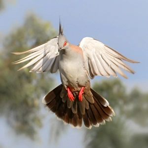 Crested Pigeon Close Up Crested Pigeon Close Up