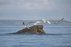 Five Animals Prints: Crested Terns taking flight