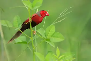 Louise Denton Prints: Crimson Finch