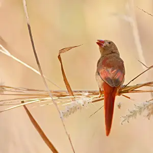 Louise Denton Prints: Crimson finch