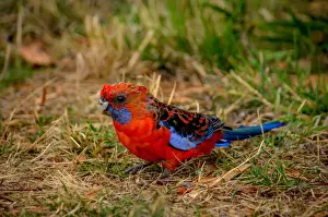 Parrot Prints: Crimson Rosella