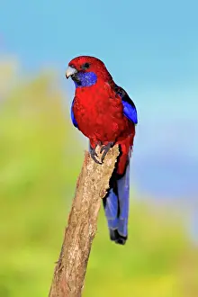 Alertness Prints: Crimson rosella