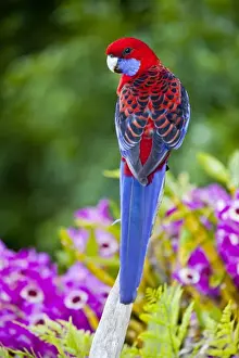 Exotic Prints: Crimson Rosella & backdrop of orchids Lamington NP