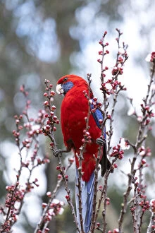 Louise Docker Photography Collection: Crimson Rosella in a blossom tree