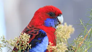 Crimson Rosella eating flowers