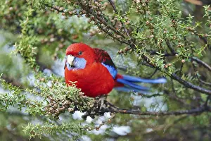 Reserve Prints: Crimson rosella (Platycercus elegans)