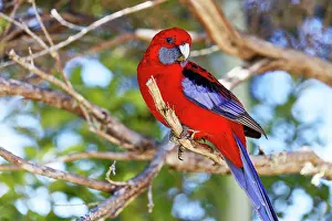 Exotic Prints: Crimson Rosella (Platycercus elegans) in Lamington National Park