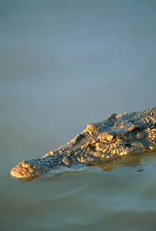 Cultures Prints: Crocodile, Koorana Crocodile Farm, Rockhampton, Australia