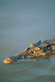 Images Dated 23rd May 2014: Crocodile, Koorana Crocodile Farm, Rockhampton, Australia