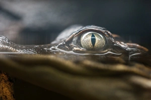 Animals/reptiles australian salt water crocodiles/crocodiles Animals/reptiles australian salt water crocodiles/crocodiles