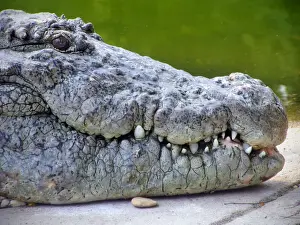 Crocodiles