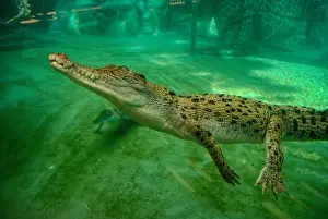 Crocodiles