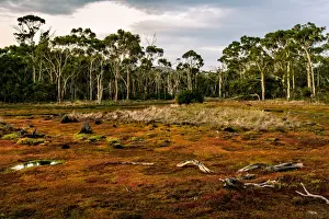 Maria Island Prints: Croocked Laggon at Maria Island, Tasmania