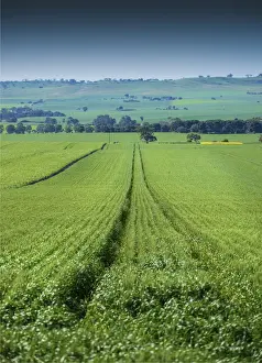 Crop Prints: Crop fields ready for harvest, Clare Valley, South Australia
