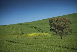 Crop fields ready for harvest, Clare Valley, South Australia Crop fields ready for harvest, Clare Valley, South Australia