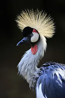 Crowned Crane, (Balearica regulorum)
