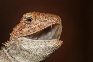 Ctenophurus lizard