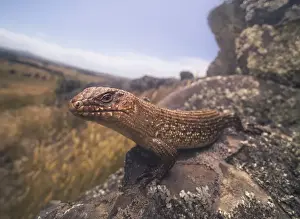 Cunninghams skink (Egernia cunninghami) on rock with countryside vista