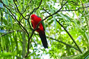 Curiosity Prints: Curious Australian King Parrot up a tree in Sydney