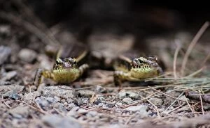 Images Dated 1st May 2016: Curious pair of lizards
