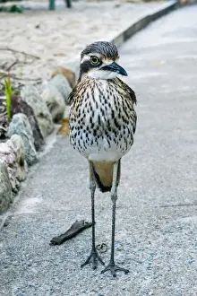 Curlew Great Keppel Island