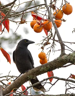 <b class=qtipBold><figcaption>Currawong in a Persimmon Tree</figcaption></b><br>A Currawong eating the fruit of a Persimmon tree in Autumn Currawong in a Persimmon Tree