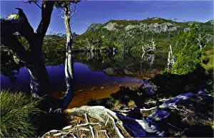 Currawong in tree, Wombat pool, Cradle mountain national park, central Tasmania
