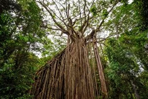 Images Dated 21st May 2011: Curtain Fig Tree at Atherton Tableland, Tropical North Queensland, Australia
