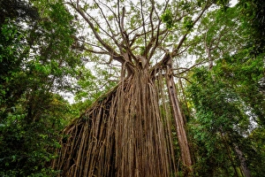 Curtain Fig Tree at Atherton Tableland, Tropical North Queensland, Australia Curtain Fig Tree at Atherton Tableland, Tropical North Queensland, Australia