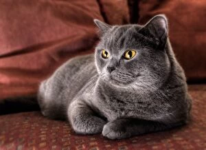 Images Dated 28th September 2014: Cushy Kitty - British blue shorthair cat