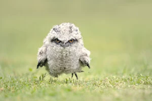 Kristian Bell Photography Collection: Cute, baby tawny frogmouth chick running on grass