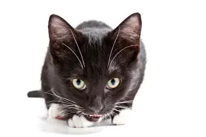 Cat Prints: Cute kittens in the studio