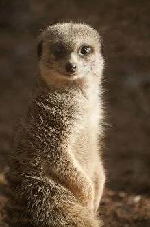 Meerkats Collection: Cute meerkat