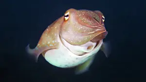 Images Dated 29th March 2014: Cuttlefish - Sepia sp